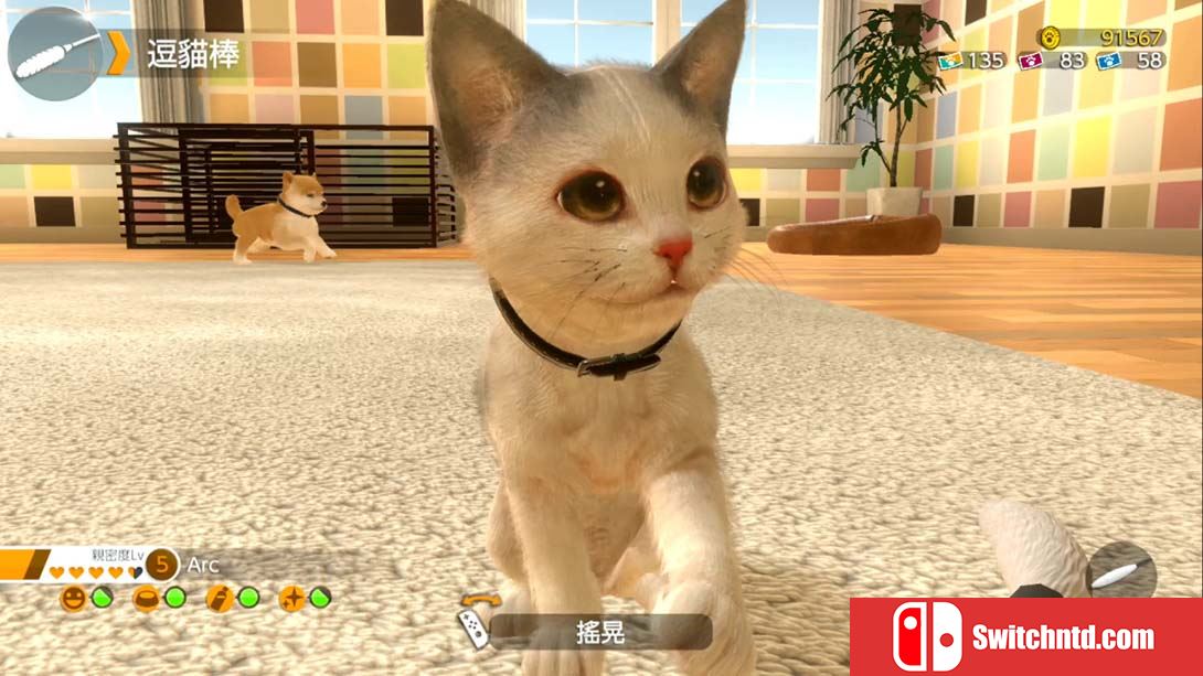 【港版】小小伙伴：狗狗与猫猫.LITTLE FRIENDS -DOGS & CATS- 中文_1